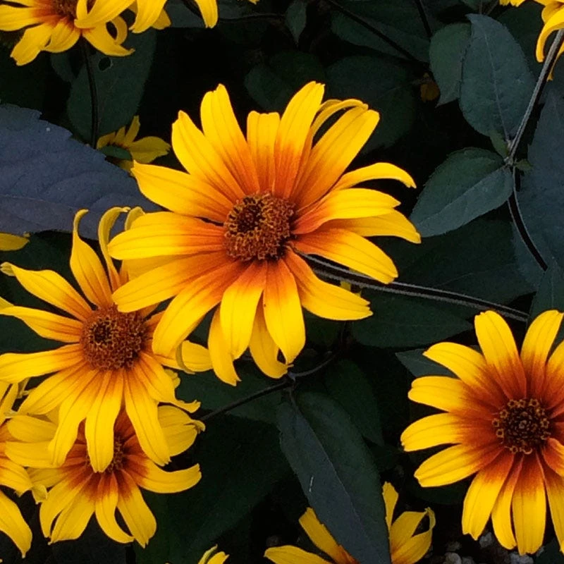 Perennial Zone -Perennial Zone high country gardens heliopsis helianthoides burning hearts 1