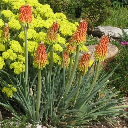 Perennial Zone -Perennial Zone kniphofia hirsuitus eriogonum umbellatum v. aureum shasta sulfur