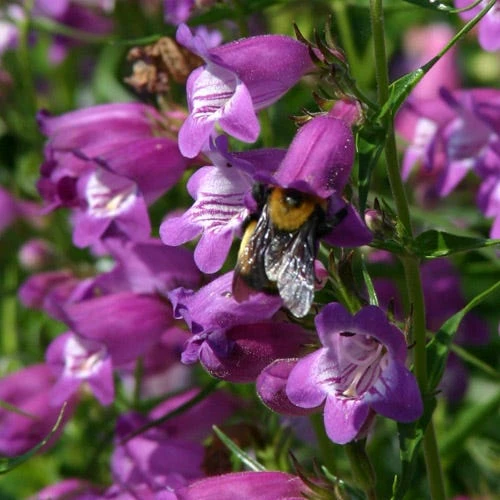 Perennial Zone -Perennial Zone penstemon mexicali pikes peak 2 75797p