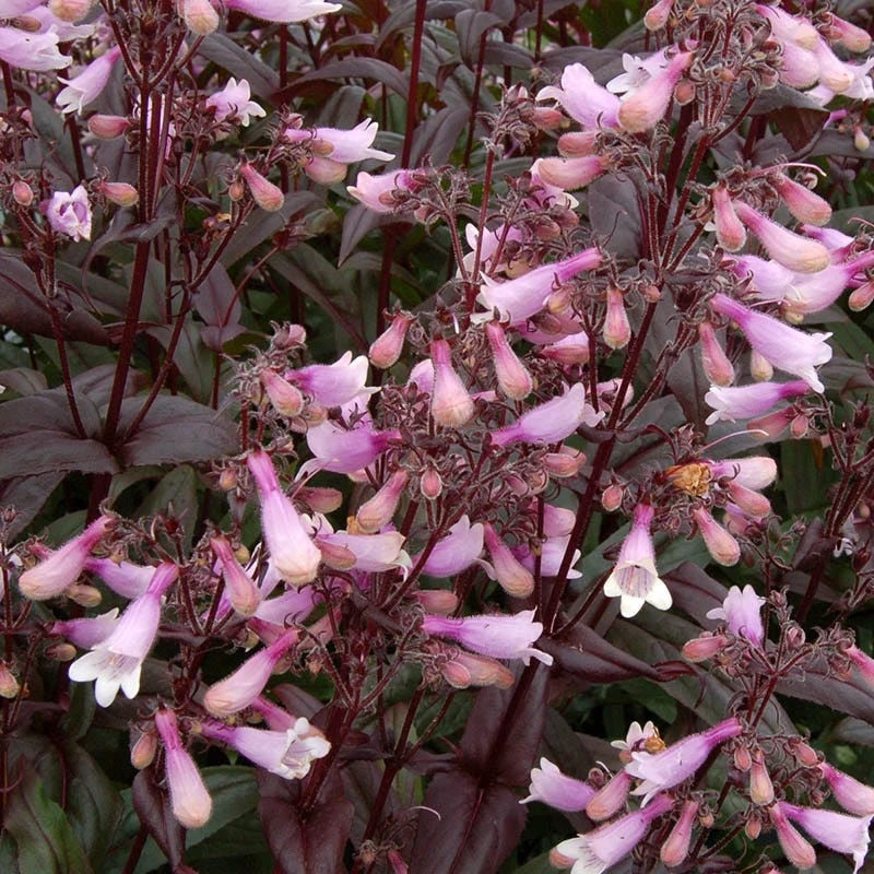 Perennial Zone -Perennial Zone penstemon dark towers 2b