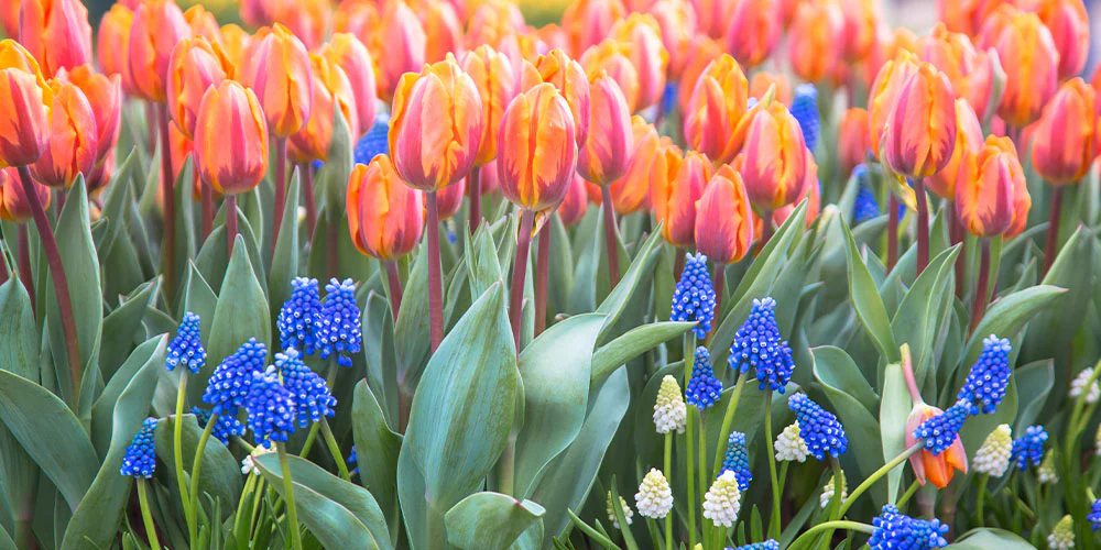Perennial Zone -Perennial Zone wallace blog images fall bulbs 101 bulb1